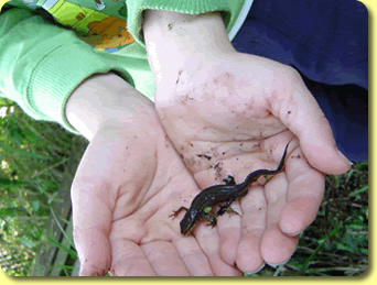 london 4 kidz - newt london 4 kidz - newt